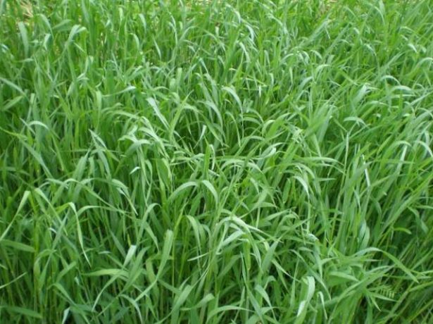 Жито як сидерат: посадка, вирощування, способи застосування