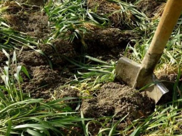 Жито як сидерат: посадка, вирощування, способи застосування