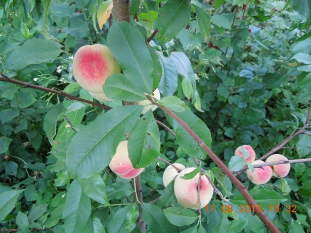 Грінсборо-американський сорт персика, відомий у всьому світі