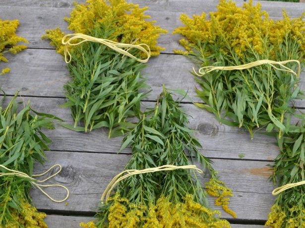 Желтоцвет в зеленій аптеці: корисні властивості золотарника