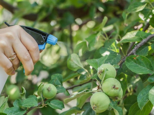 Чим підгодовувати яблуні і груші влітку, щоб отримати хороший урожай