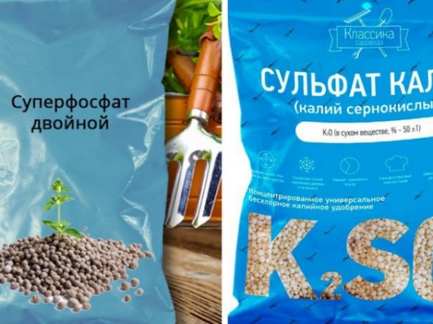Особливості догляду за півоніями восени і їх підготовки до зими
