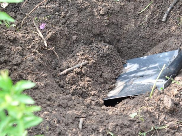 Особливості догляду за півоніями восени і їх підготовки до зими