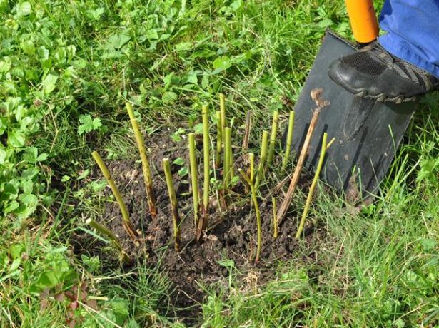 Особливості догляду за півоніями восени і їх підготовки до зими