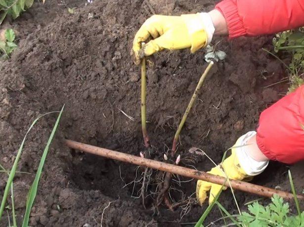 Особливості догляду за півоніями восени і їх підготовки до зими