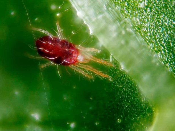 Червоний павутинний кліщ-ворог рослин, але не людини