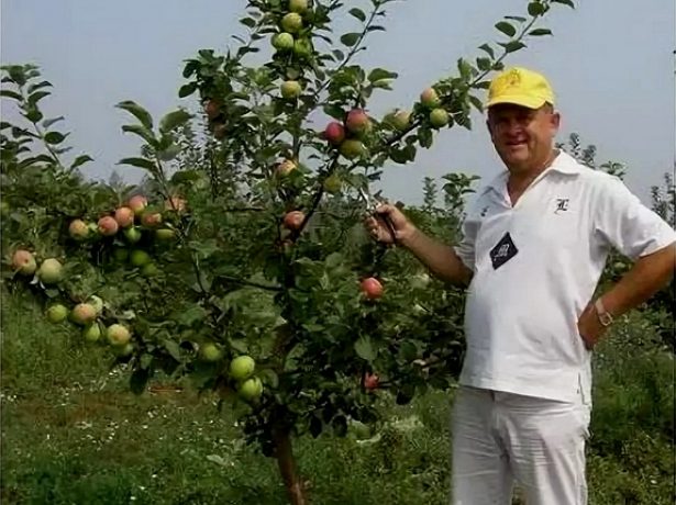 Підщепа для яблуні-основа успішного вирощування плодового дерева