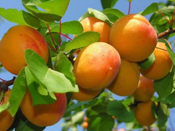 Вибираємо підщепи для абрикоса: сильнорослі, карликові і напівкарликові