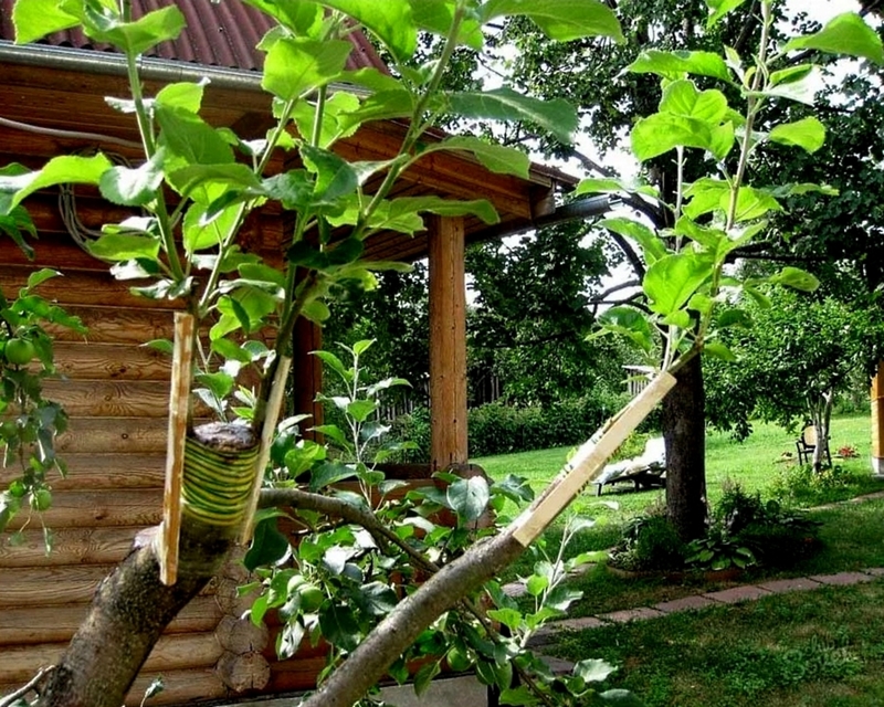 Підщепа для яблуні-основа успішного вирощування плодового дерева
