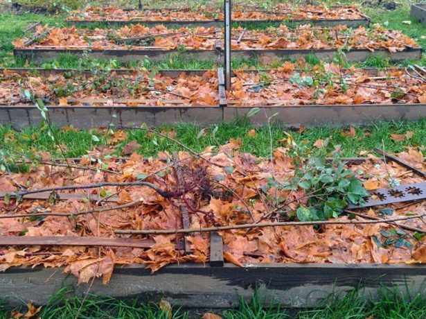Підготовка саду та городу до зими після збору врожаю: необхідні осінні роботи і терміни їх проведення