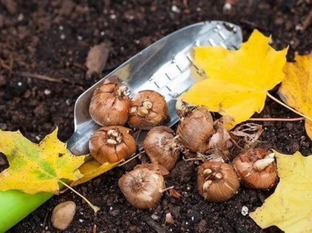 Підготовка саду та городу до зими після збору врожаю: необхідні осінні роботи і терміни їх проведення