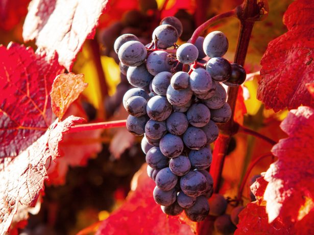 Осіння обробка винограду: захищаємо лози від хвороб і шкідників