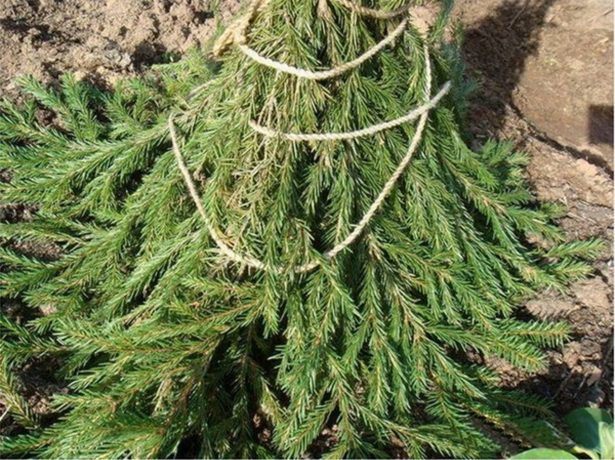 Підготовка саду та городу до зими після збору врожаю: необхідні осінні роботи і терміни їх проведення
