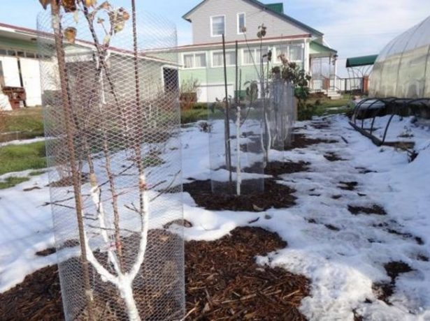 Підготовка саду та городу до зими після збору врожаю: необхідні осінні роботи і терміни їх проведення