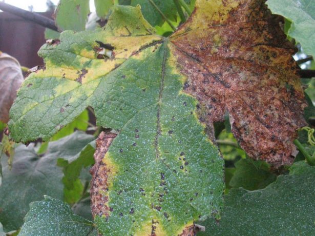 Осіння обробка винограду: захищаємо лози від хвороб і шкідників