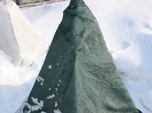 Повязуємо гілки смородини на зиму: чи потрібна ця процедура