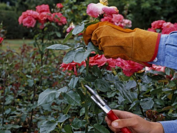 Як підготувати троянди до зими, щоб цариці саду не замерзли