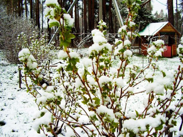 Зимові відлиги: 10 культур, які часто страждають від раптового зимового потелпенія