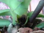 Орхідея фаленопсис: позбавляємося від захворювань і шкідників