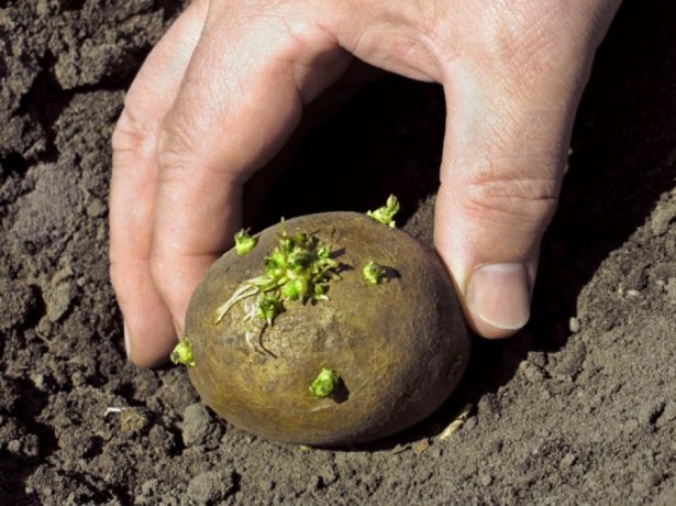 Сорт адретта: рекомендації з вирощування та догляду за картопляною королевою