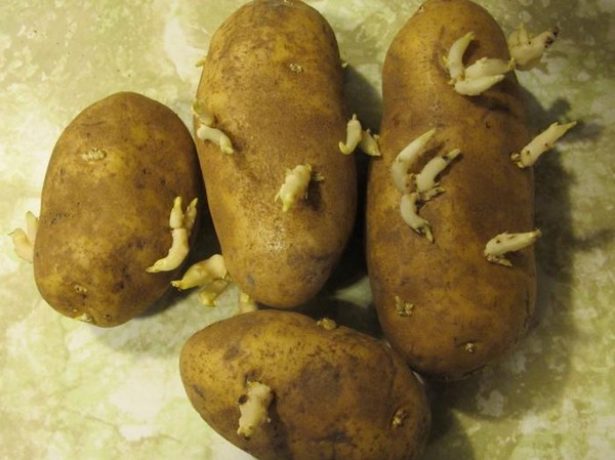 Препарат престиж для обробки картоплі: особливості та аналоги