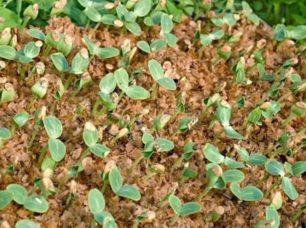 Пророщування насіння огірків-перший крок до доброго врожаю