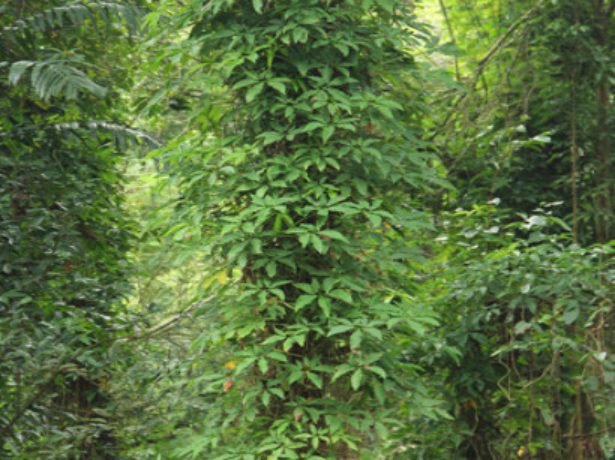 Сингоніум: як виростити вдома елегантну ліану з тропічного лісу