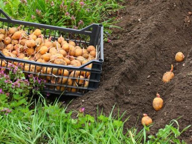Картопля сорту рівєра: опис від посадки до врожаю