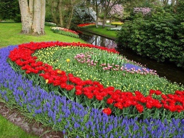 Тюльпани в дизайні саду-як красиво посадити ці весняні квіти в саду