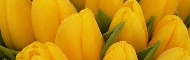 Як правильно садити тюльпани в домашніх умовах