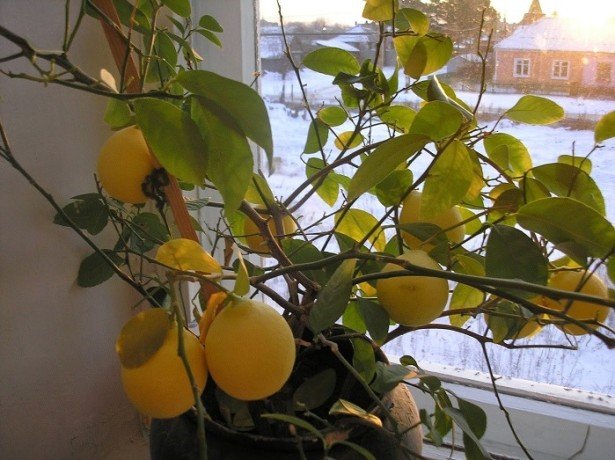 Чому у лимона опадає листя і як з цим боротися