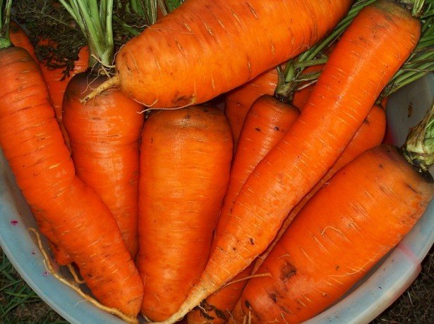 Які в моркві вітаміни і як вони працюють в організмі