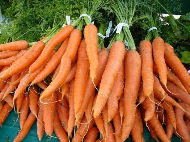 Шкідники, що гризуть моркву, і поширені хвороби морквини-як з ними впоратися
