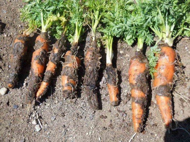 Шкідники, що гризуть моркву, і поширені хвороби морквини-як з ними впоратися