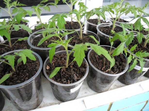 Вирощування розсади помідорів на підвіконні: як домогтися відмінного результату?