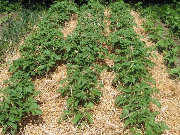 Ефективні способи і технології посадки картоплі