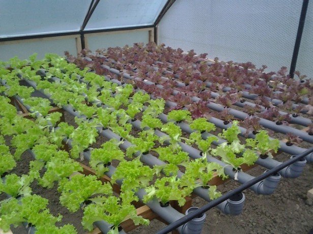 Вирощування салату в теплиці взимку на продаж-основи початку бізнесу