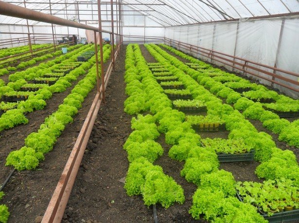 Вирощування салату в теплиці взимку на продаж-основи початку бізнесу