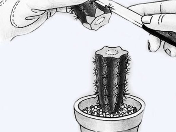 Все про розмноження кактусів