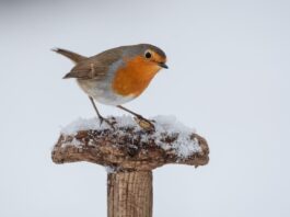 Winter Bird Survival: Why Shelter Matters More Than Seeds