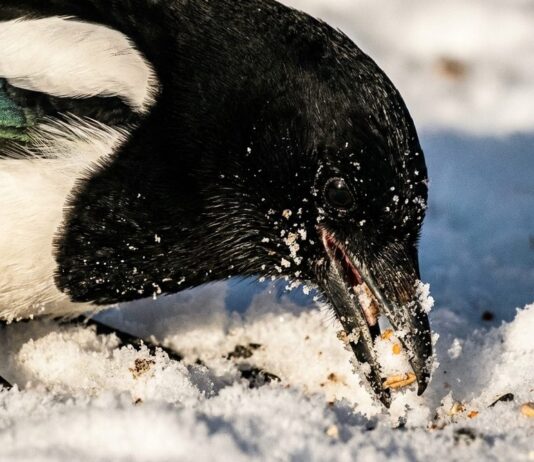 How to Identify Winter Bird Behavior: The Pie’s Secret Snow-Sifting Technique